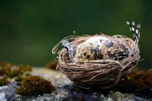 Home Verschillende vogelnestjes en nestmaterialen om vogels in de tuin aan te trekken voor broedseizoen