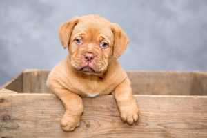 Home Selectie van kleur en stijl voor honden accessoires gebaseerd op vachtkleur en persoonlijkheid van de hond