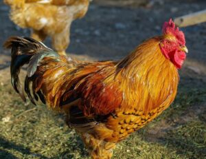 Home Dierenspeciaalzaak in Landgraaf met expert advies voor pluimveekeuze en verzorging